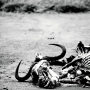 アンボセリ国立公園でのバッファローの死骸