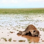 アンボセリ国立公園でのゾウの死骸