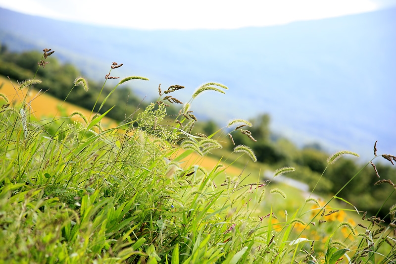 Canon Ef24 105mm F4l Is Usmについて Kaleidoscope Dp On Site 使用撮影機材リストと紹介 Canon Ef24 105mm F4l Is Usmについて Kaleidoscope Dp On Site 使用撮影機材リストと紹介